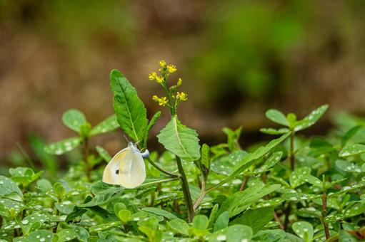 Cabbage White Butterfly (8), JPG Cabbage White Butterfly (8), JPG