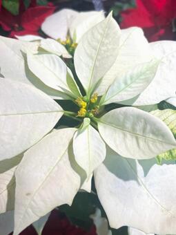 白いポインセチア ポインセチア,葉,白の写真素材