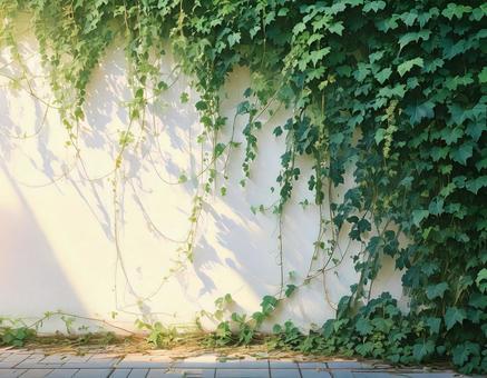 白い壁とツル 白い壁とツルの写真