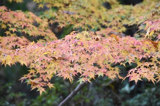 紅葉の写真