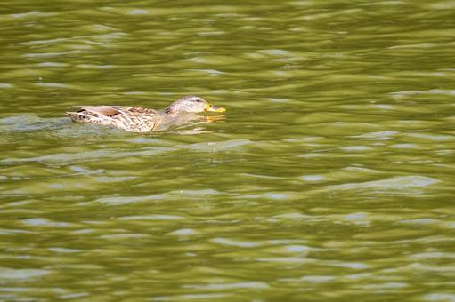 マガモ⑺の写真