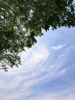 木漏れ日と新緑が美しい爽やかな青空 青空,空,雲の写真素材
