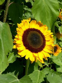 公園の花壇に咲くヒマワリ一輪 公園の花壇に咲くヒマワリ一輪 ヒマワリ,花,草花の写真素材