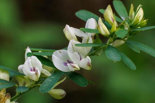 野原に咲く白いメドハギの花 野原に咲く白いメドハギの花 花,植物,葉の写真素材