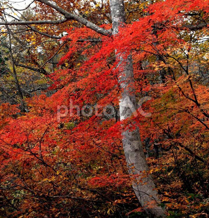 信州の秋07 紅葉,もみじ,モミジの写真素材