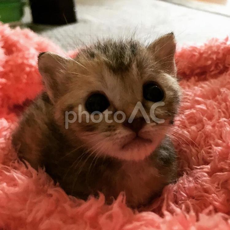 おめめ真っ黒ちゃん 猫,子猫,可愛いの写真素材