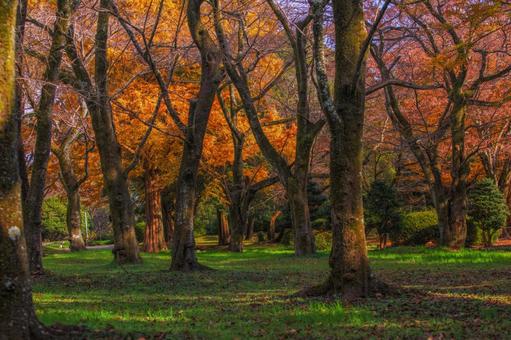 秋の公園 秋,紅葉,木立の写真素材