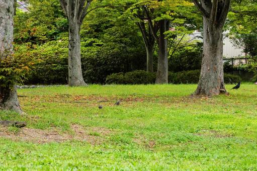 天沼公園の風景⑻ 天沼公園の風景⑻の写真