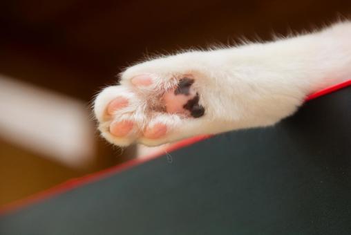 猫の肉球の写真