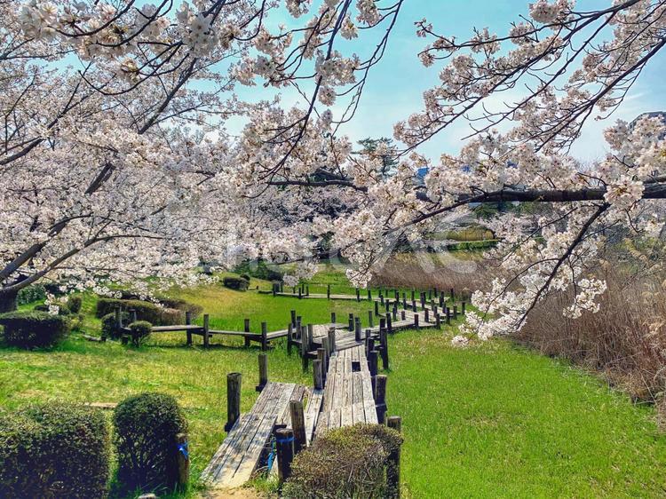 公園の桜 見頃,春,桜の写真素材