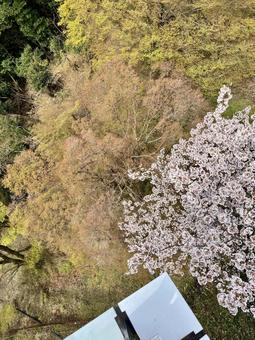 上から見下ろした桜 上から見下ろした桜の写真