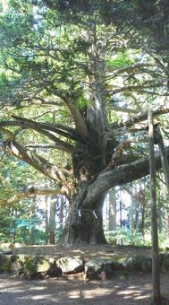 男鹿半島の御神木 御神木,男鹿半島,秋田の写真素材