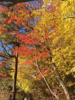 紅葉 紅葉 秋,自然,風景の写真素材