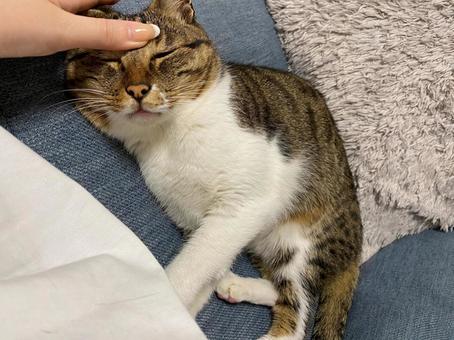 ねこ 顔 ねこ 顔の写真
