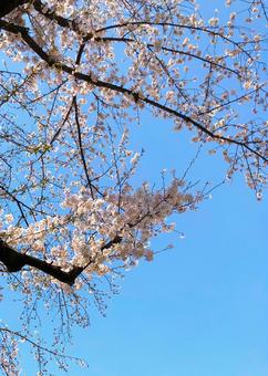 桜 桜の写真
