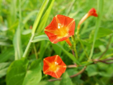 【花の写真】 マルバルコウソウ 【花の写真】 マルバルコウソウの写真
