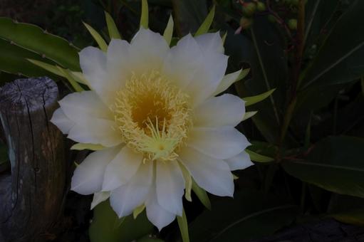 サボテンの花 サボテンの花の写真