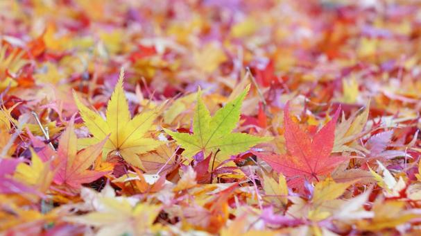 秋の紅葉 落ち葉 秋の紅葉 落ち葉の写真