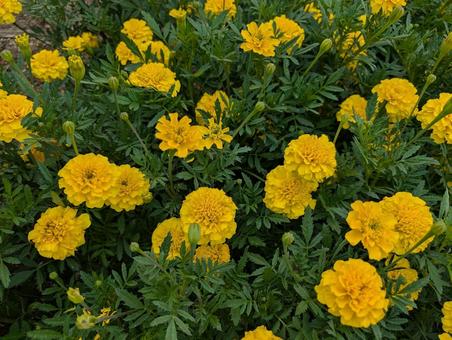 黄色のマリーゴールド 黄色のマリーゴールド 花壇,ガーデニング,マリーゴールドの写真素材