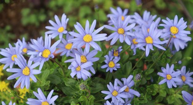 幸運 ブルーデージー,花,フラワーの写真素材