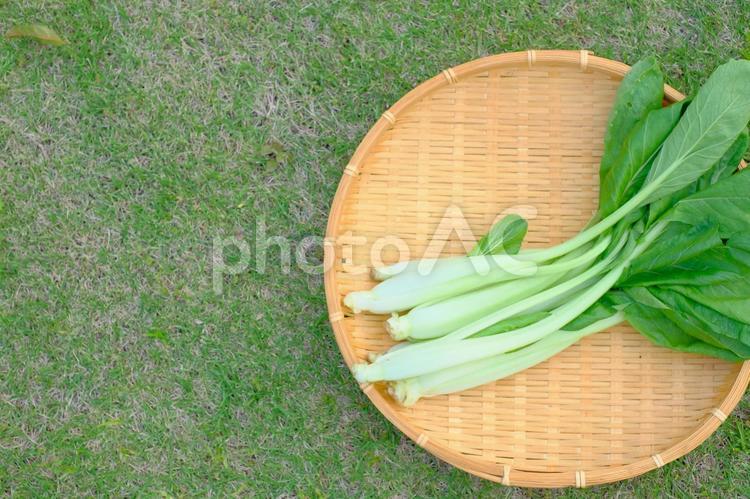 初夏の無農薬野菜　青菜 無農薬野菜,青菜,青梗菜の写真素材