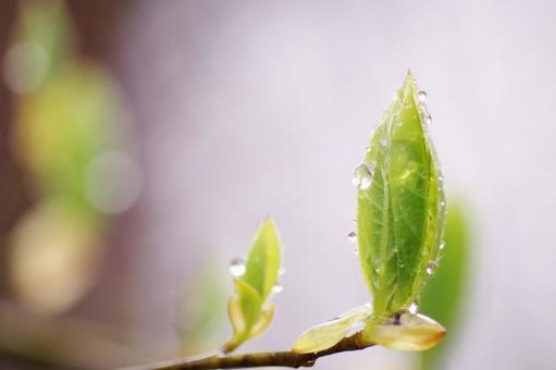 New shoots, JPG