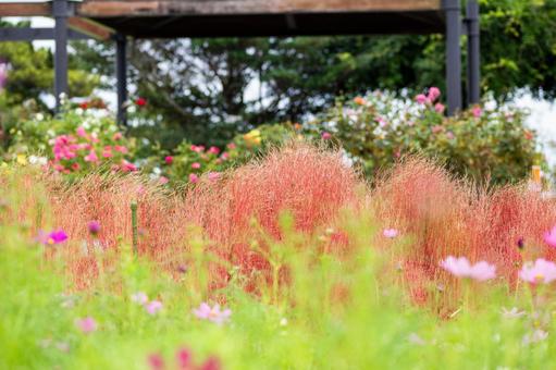 コキア⑹ コキア,ホウキグサ,植物の写真素材