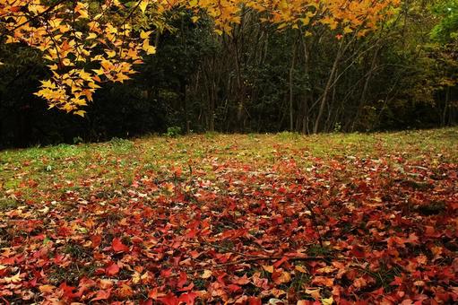 落葉の秋日 秋,風景,落葉の写真素材