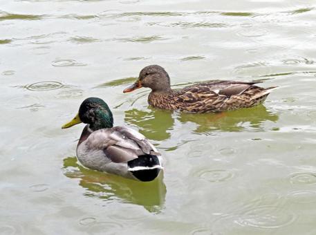 カモ（マガモ）　寄り添うオスとメス カモ,マガモ,鴨の写真素材