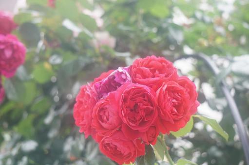 薔薇 薔薇の写真