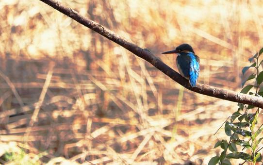 Standing Kingfisher Scene 1, JPG Standing Kingfisher Scene 1, JPG
