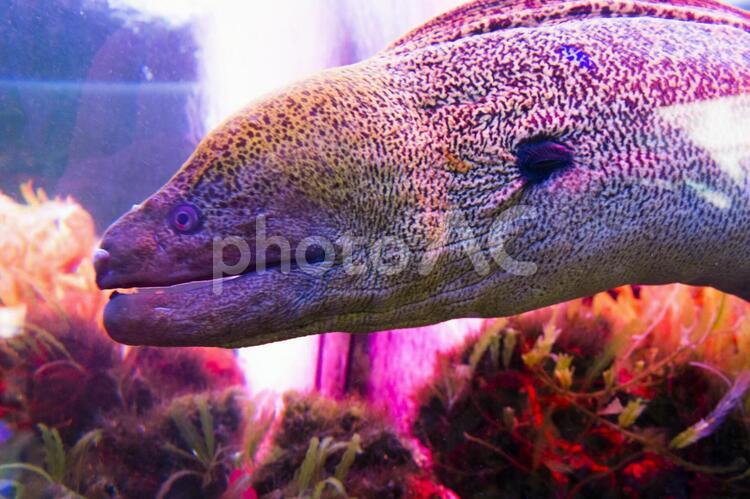 水槽の中の海水魚 うつぼ,ウツボ,魚の写真素材
