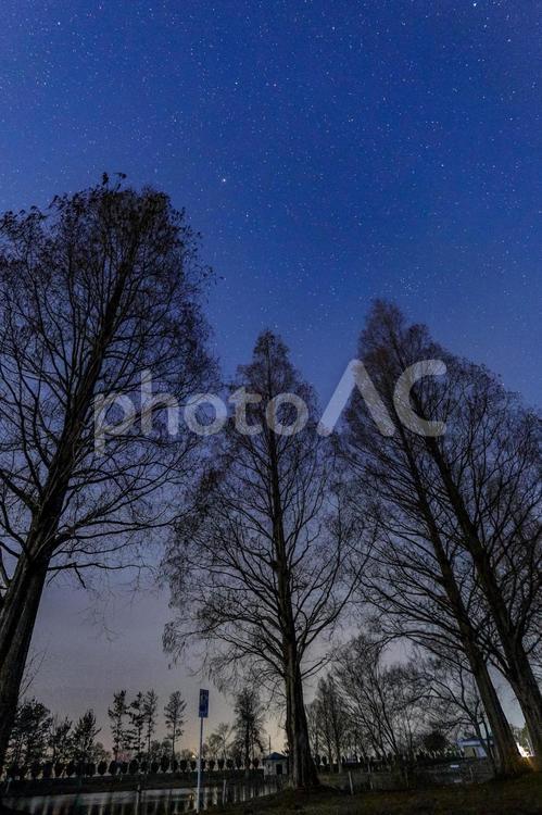 見上げる冬の星空と木のシルエット 星空,夜空,木の写真素材