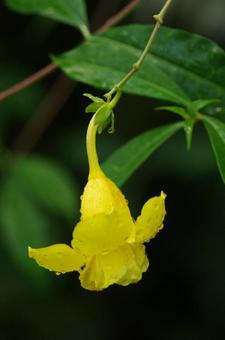 花 花の写真