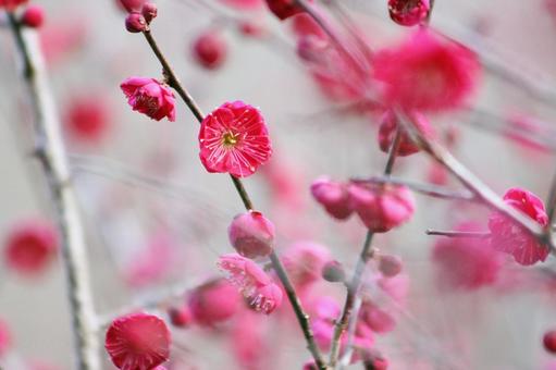 梅の花 梅の花の写真