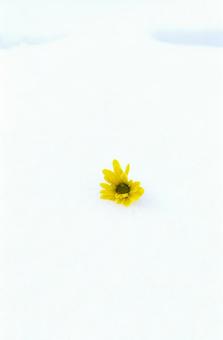 冬　雪上の花1の写真