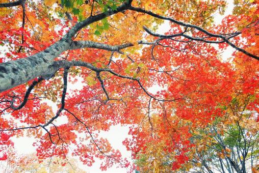 北海道の紅葉 北海道の紅葉 畑,緑の畑,十勝の写真素材