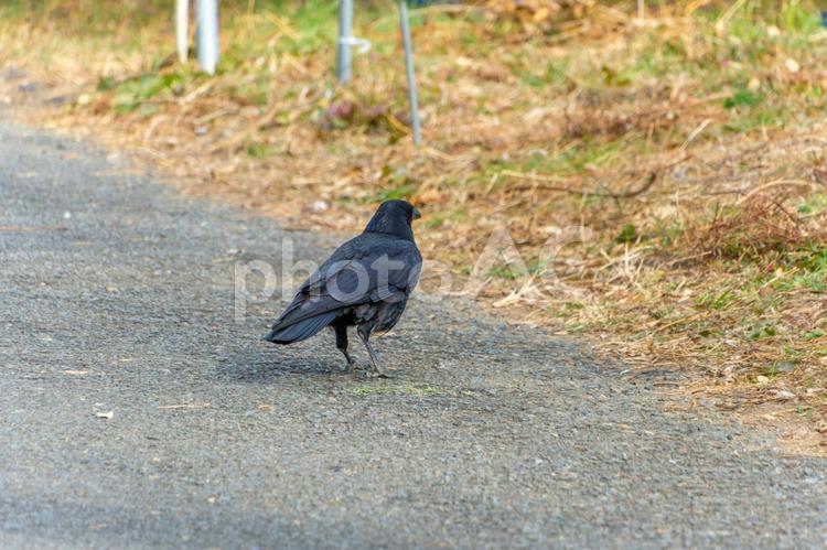 舗道を歩く一羽のカラス カラス,鳥,野鳥の写真素材