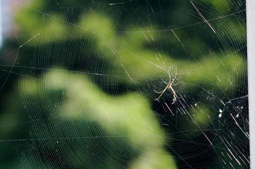 Photo, spider's nest, yarn, regularity, 