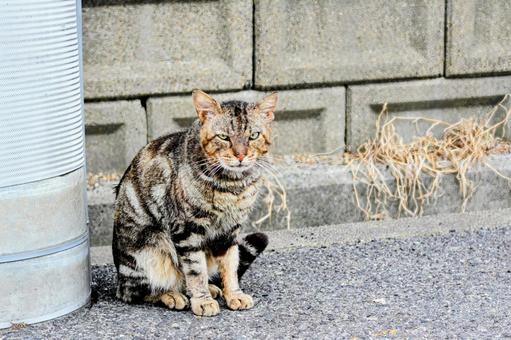 猫 猫の写真