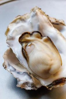 Photo, oyster, shell, seafood, 