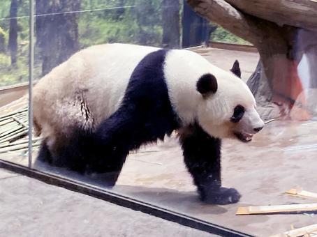 パンダ パンダ 上野動物園,パンダ,ジャイアントパンダの写真素材