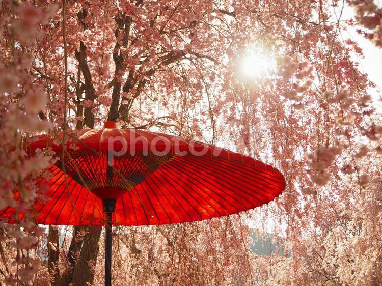 和傘と満開の桜2 桜,和傘,鮮やかの写真素材