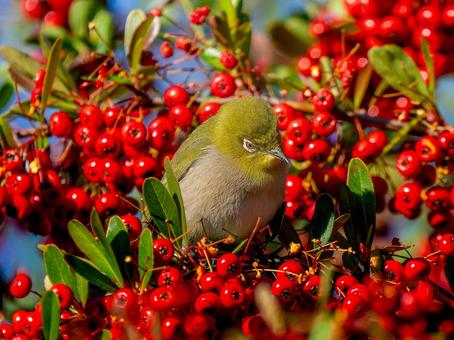 Pyracantha and Japanese White-eye, JPG Pyracantha and Japanese White-eye, JPG