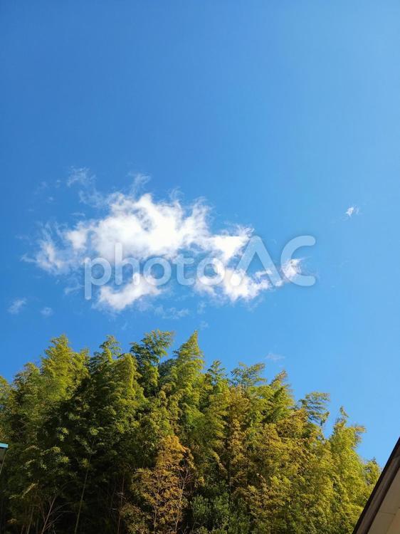 青空と竹林の風景 空,青空,竹の写真素材