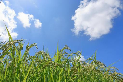 夏の稲穂と青空 1 夏の稲穂と青空 1の写真