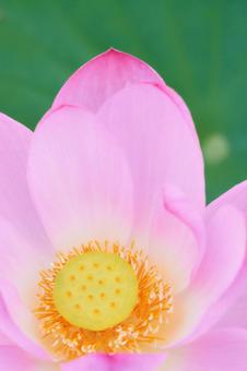 鮮やかすぎるピンク色の蓮の花のアップ 鮮やかすぎるピンク色の蓮の花のアップの写真