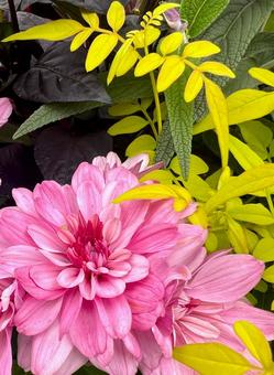 秋のガーデニング マム,花,アップの写真素材