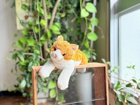 ネコぬいぐるみ斜め向き ネコぬいぐるみ斜め向き 猫,室内,インテリアの写真素材