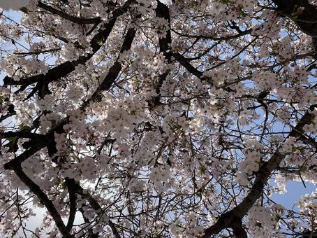 さくら さくら さくら,桜,4月の写真素材
